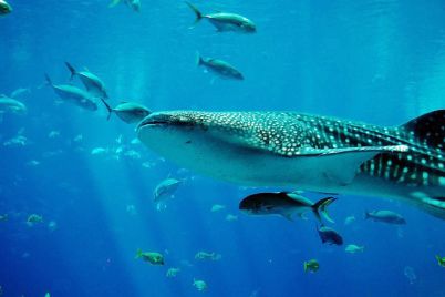 whale-shark-281497_960_720.jpg